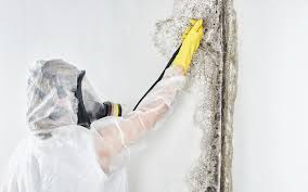 Best Black Mold Removal in USA